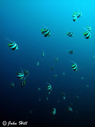 Bannerfish swimming in the blue.  Canon G10. by John Hill 